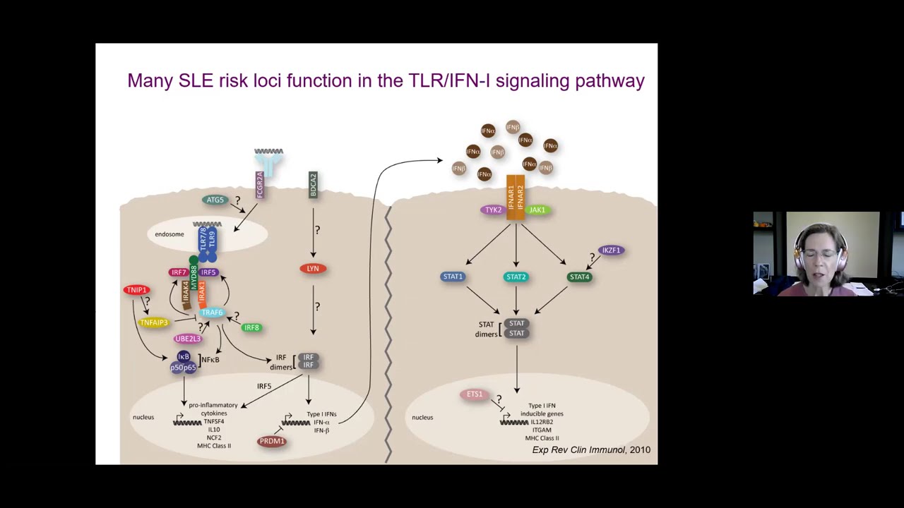 Genetics and Epigenetics as Tools for Elucidating SLE Heterogeneity and Pathogenesis.