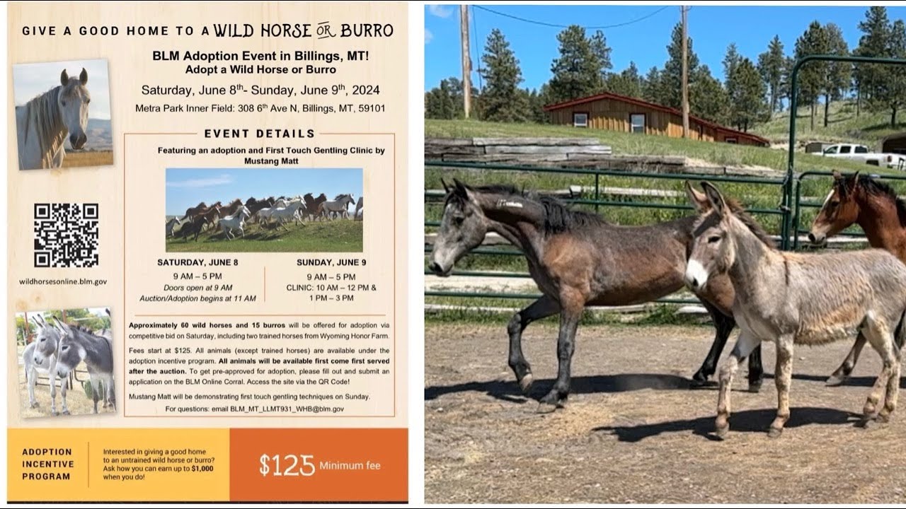 There is still time to adopt A WILD MUSTANG OR DONKEY from the BLM!