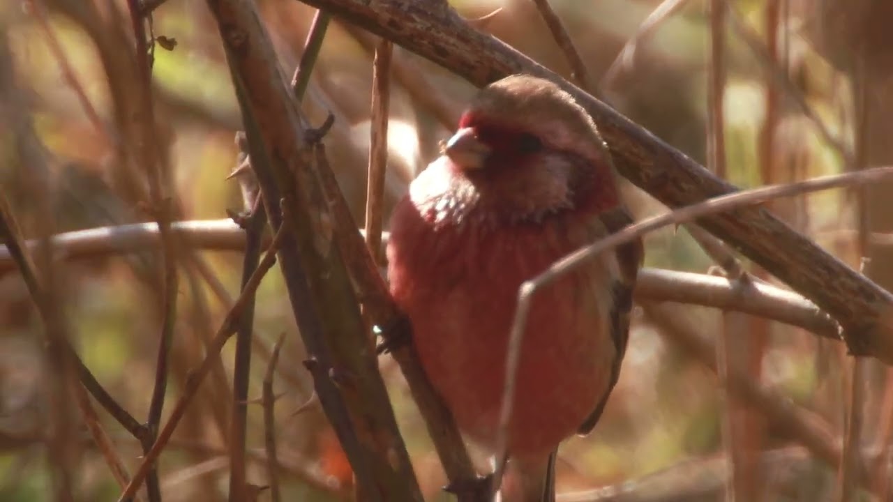 淀川の野鳥たち（2026年02月）その２