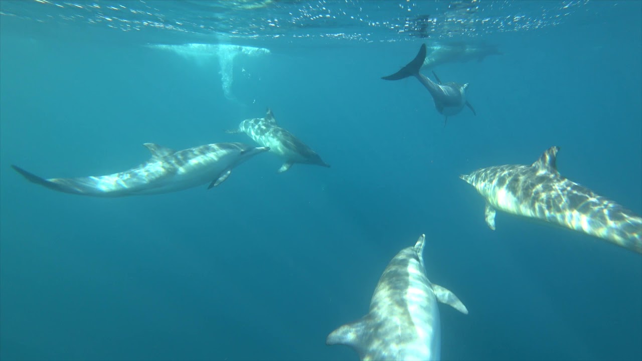 Come Swim with Dolphins