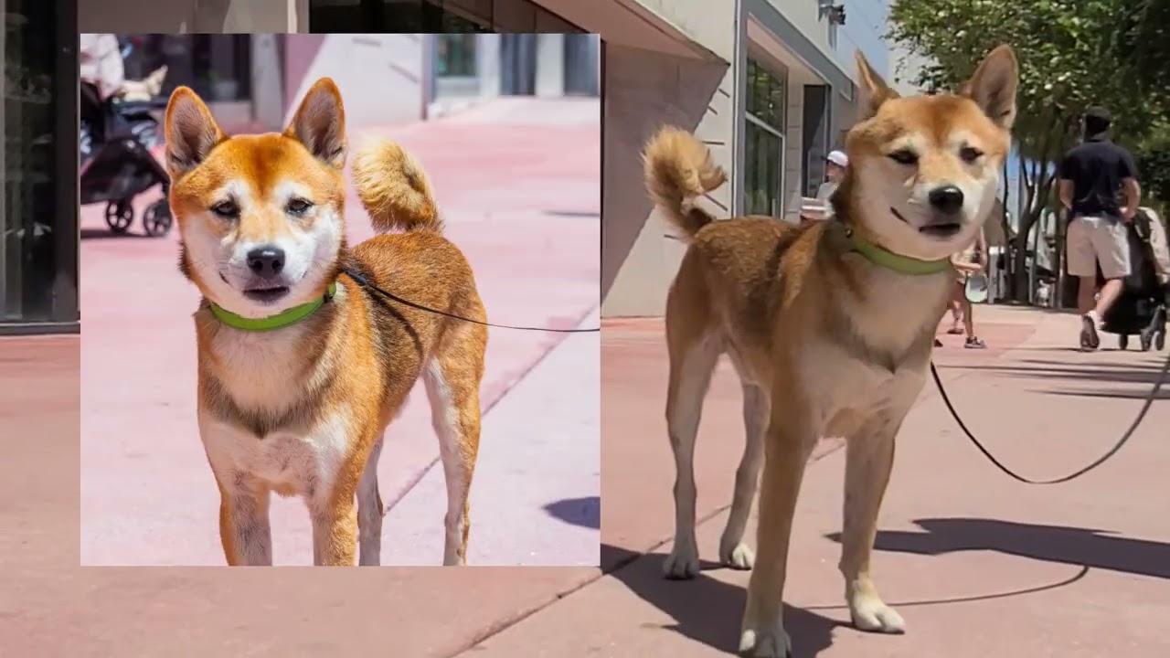POV: Capturing Portrait of Dogs in Miami – Street Pet Photography