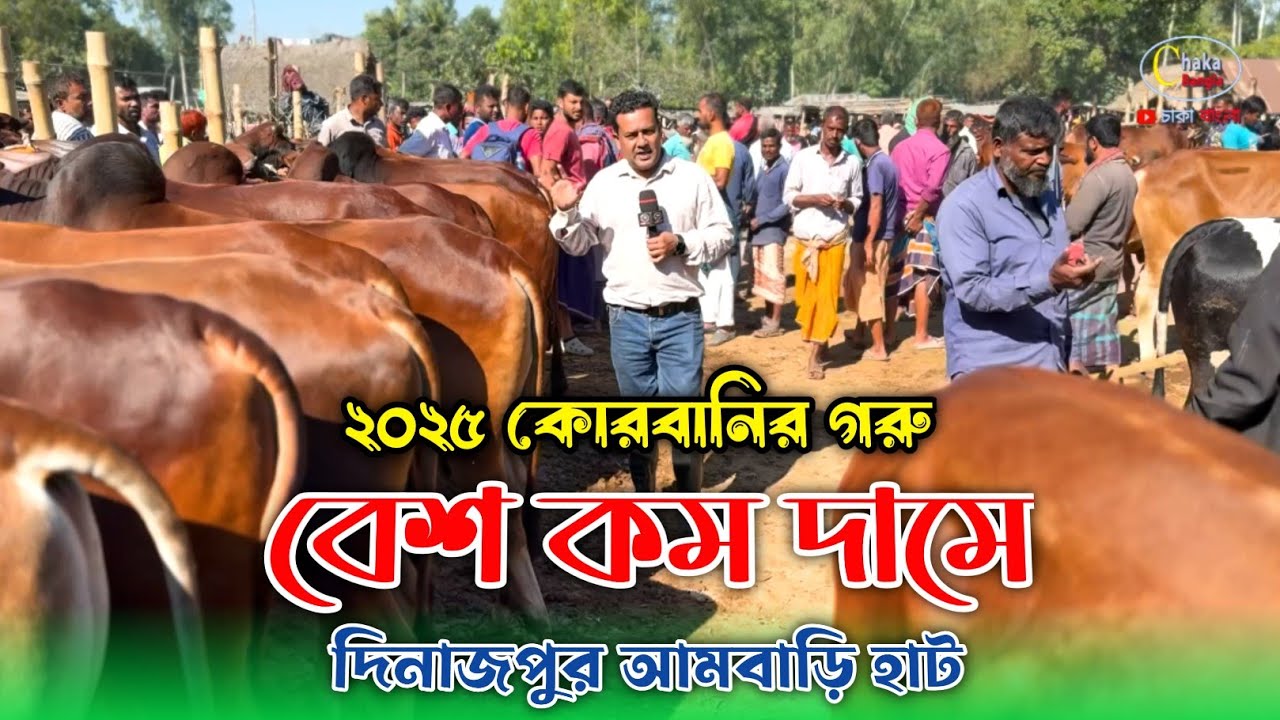 ২০২৫ কোরবানির উপযোগী গরু বেশ কম দামে দিনাজপুরের আমবাড়ি হাটে! cow price in Bangladesh