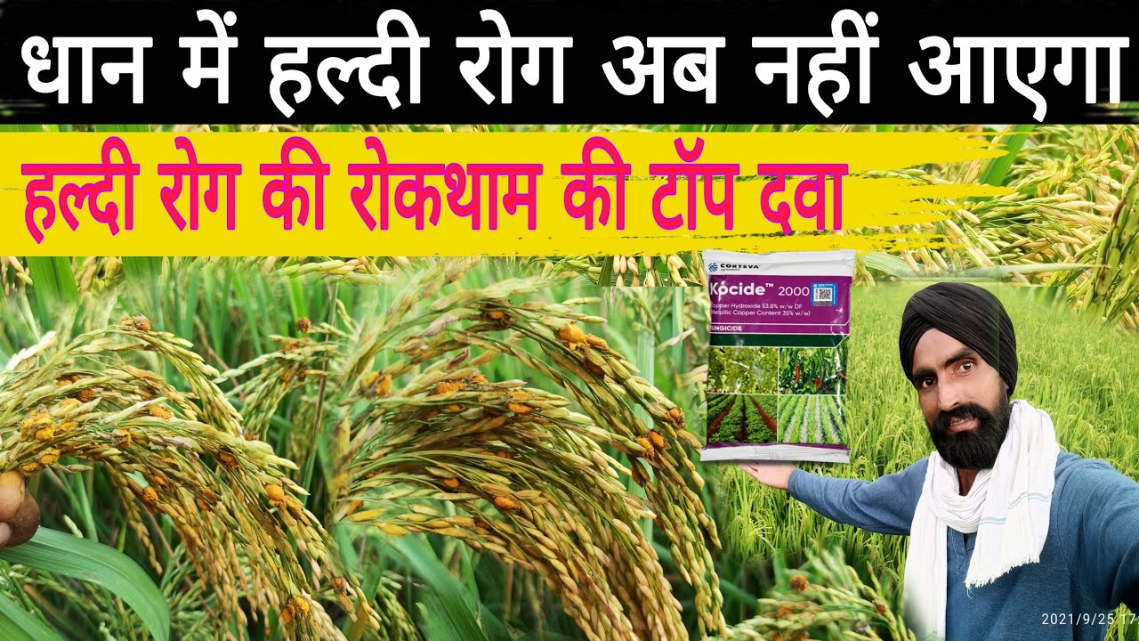 धान की फसल में हल्दी रोग न आये इसका पक्का इलाज। कंडुआ रोग False smut control in paddy crop