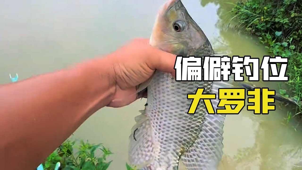 野釣不起眼釣位，偏僻小河開局大羅非上鉤，魚情暴躁的難以置信！