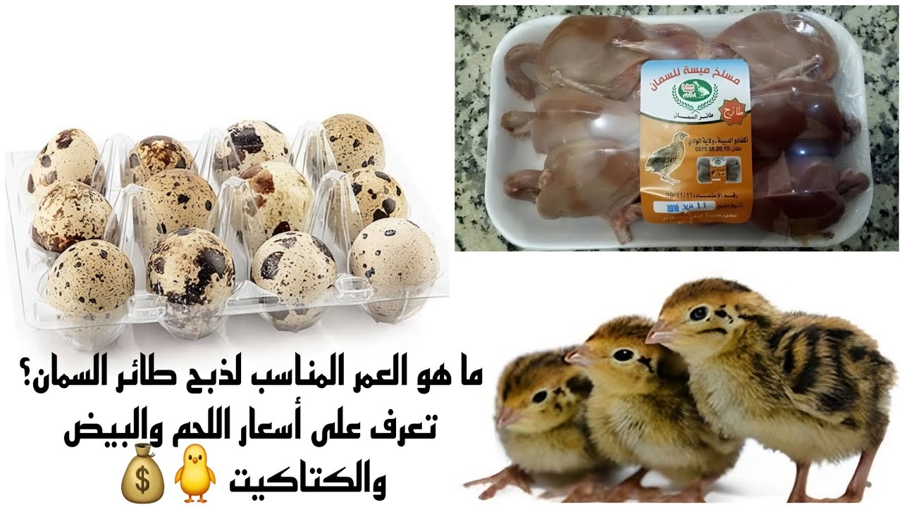 ما هو العمر المناسب لذبح طائر السمان؟ تعرف على أسعار اللحم والبيض والكتاكيت 2025 🐥💰