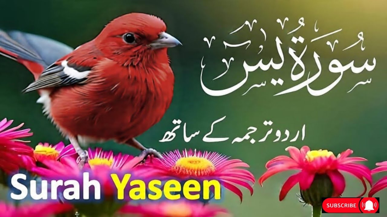 Surah Yaseen With Urdu Translation By Oari Mansoor Ghaznawi I Urdu And Hindi Tarjuma