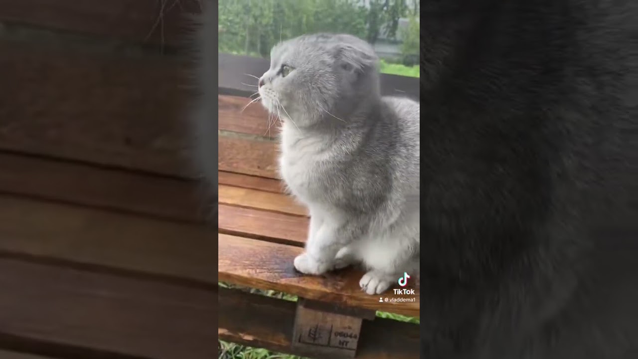 МИЯ ПРОТИВ ВСЕХ 😅 #cat #веселыекоты #веселыекоты #видосыоткота #видосыоткота #kitten #kitten