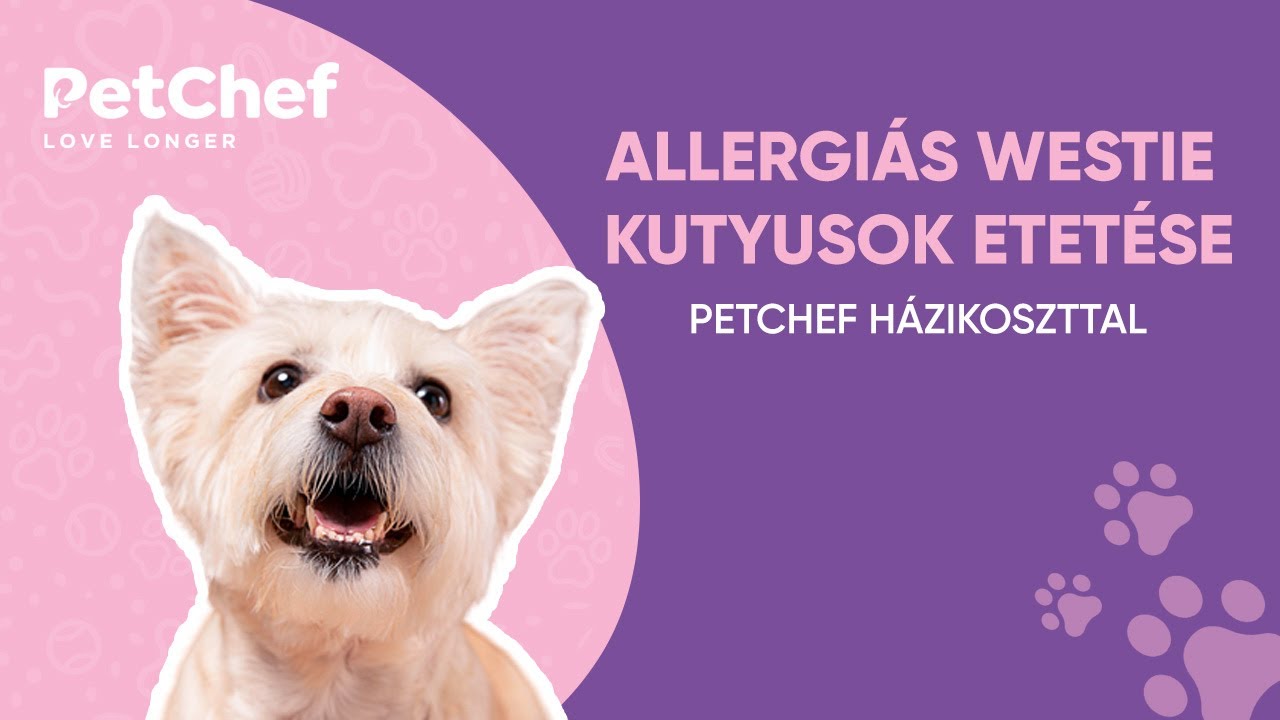 Allergi&aacute;s Westie kutyusok etet&eacute;se PetChef h&aacute;zikoszttal