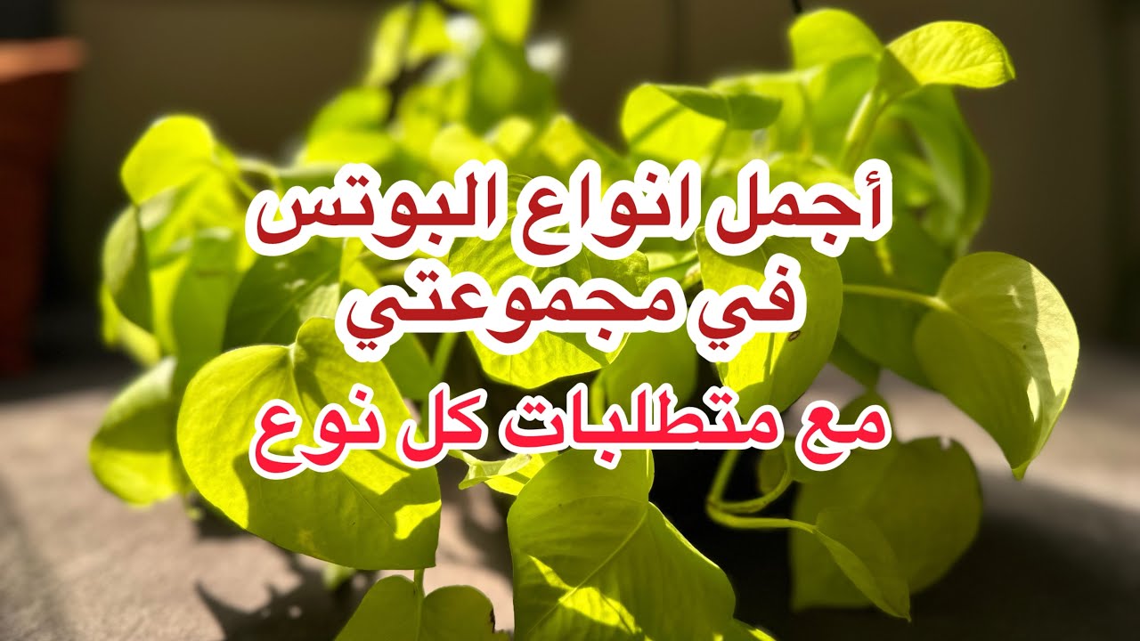 انواع البوتس: استعرض لكم أجمل الأنواع في مجموعتي#plants #نباتات_داخلية#البوتس#اللبلاب