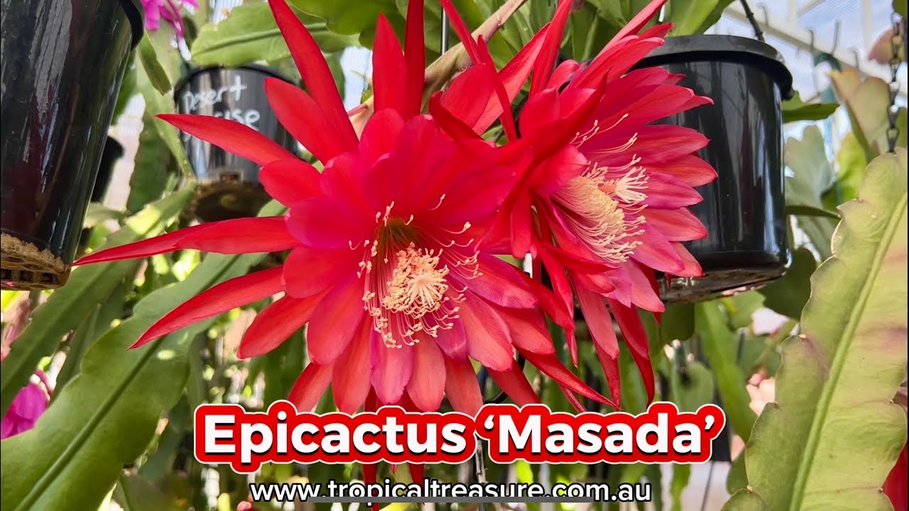 Epicactus &lsquo;Masada&rsquo;