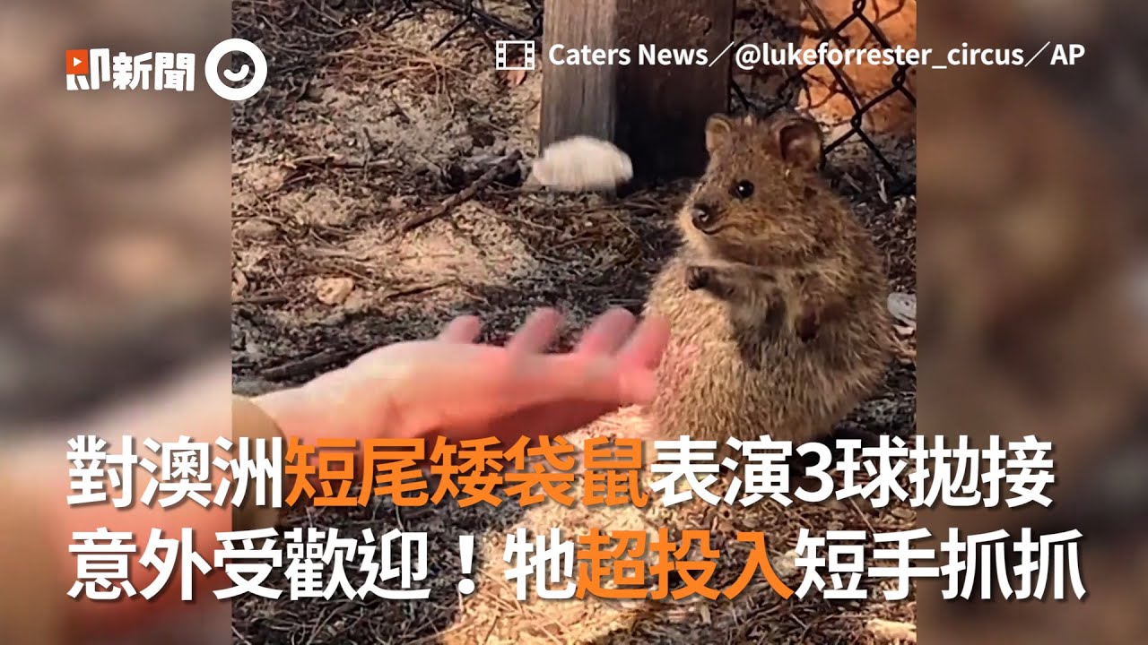 對澳洲短尾矮袋鼠表演3球拋接 牠超萌表情意外超投入｜動物 ｜雜耍｜quokka