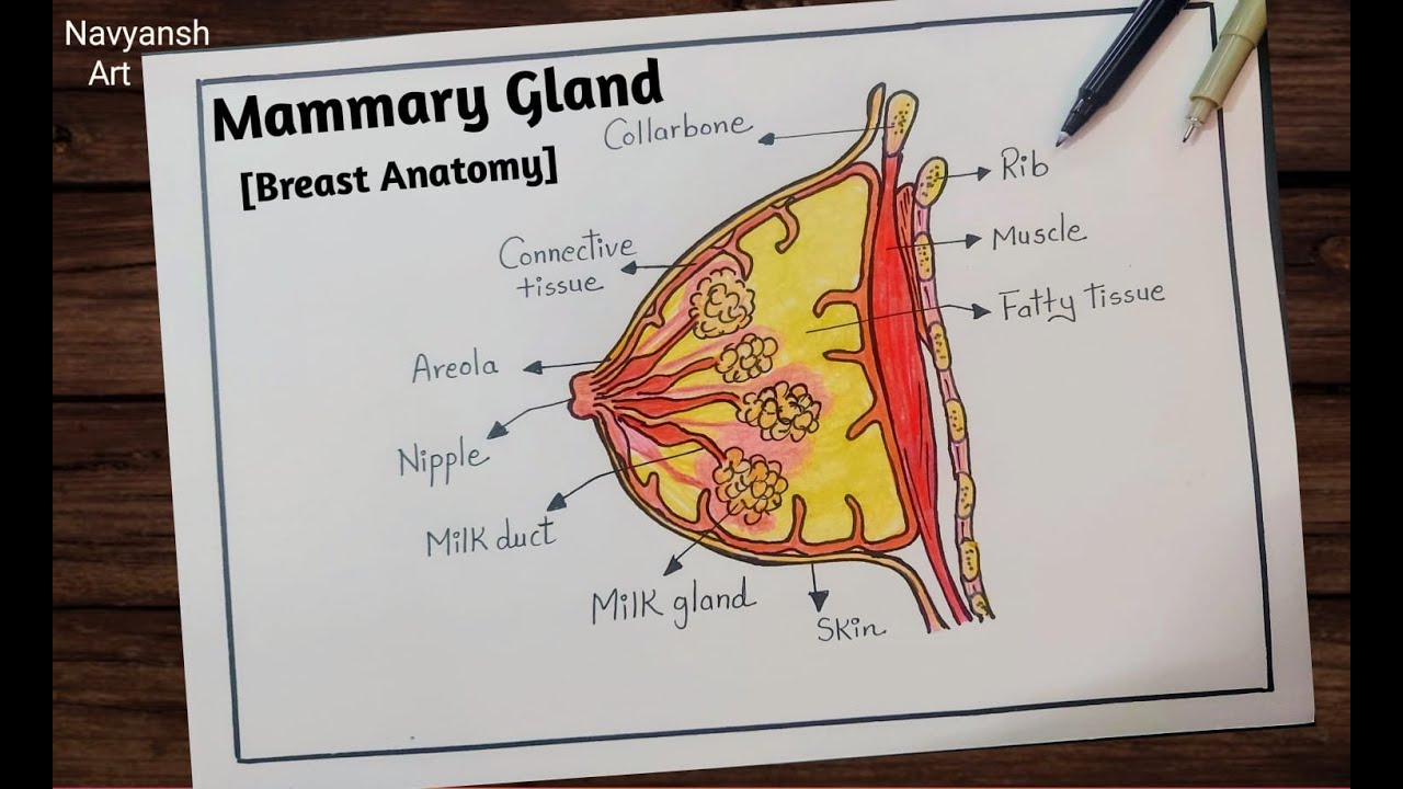Mammary Gland diagram drawing / How to draw and label Mammary Gland diagram easily / Class 12 / CBSE