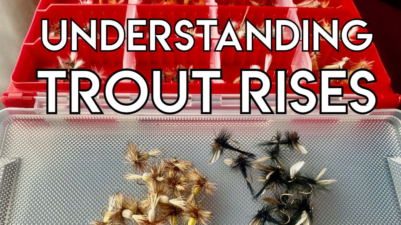 Understanding Trout Rises for Dry Flies
