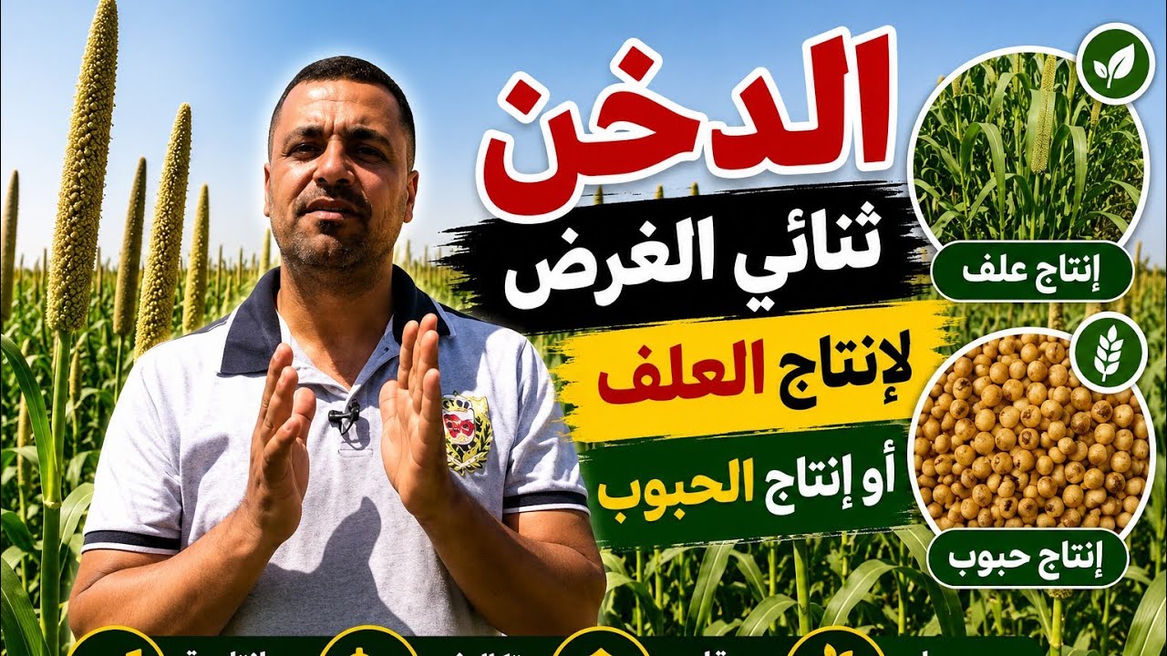 زراعة الدخن  ثنائي الغرض ( للإنتاج العلف او انتاج الحبوب )