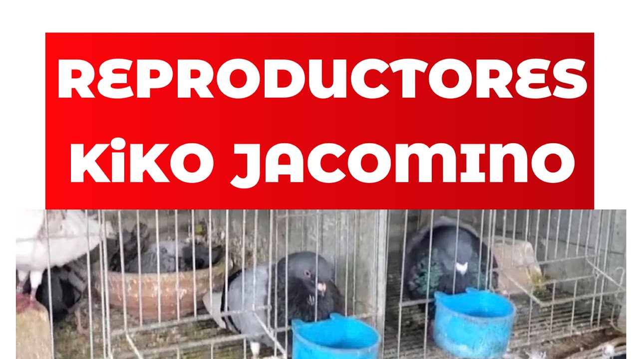 Reproductores de Kiko Jacomino