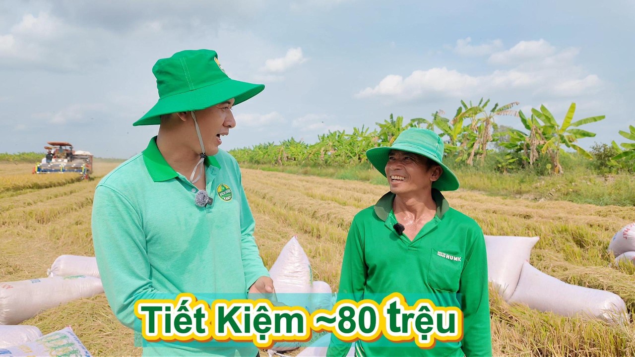 Lúa Đài Thơm 8 đạt 1,25 tấn/công và giảm 80 triệu tiền vật tư tại Cần Thơ?