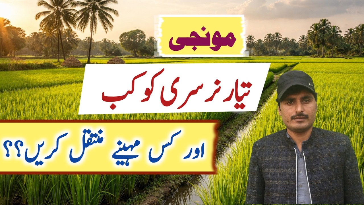 Rice nursery Transplanting || Crop and Weather