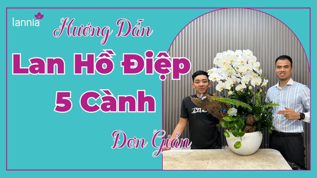Cách Đơn Giản Để Có Chậu Lan Hồ Điệp 5 Cành  |Lannia