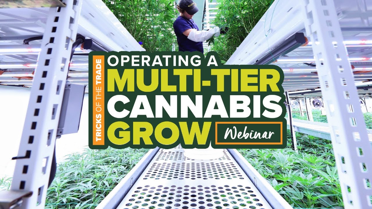 Tricks of the Trade: Operating a Multi-Tier Cannabis Grow
