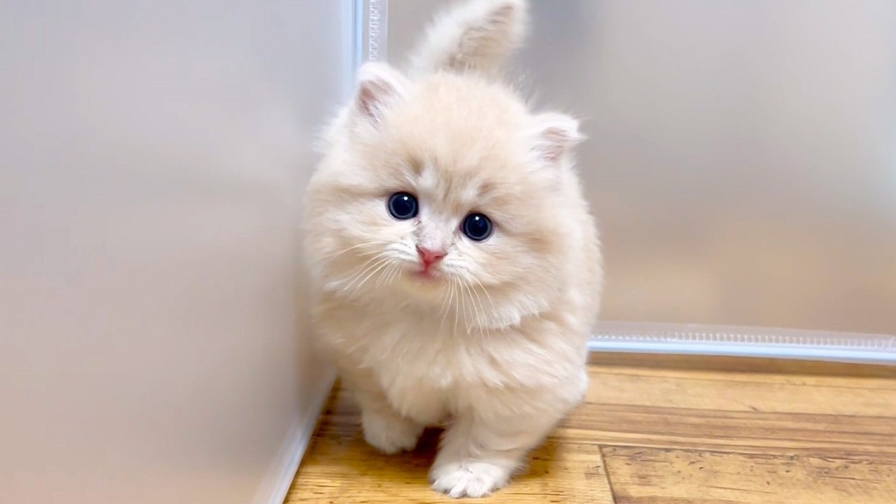 ★まとめ★ニコ家の子猫達の成長をまとめてみた件【猫のいる生活Vol.861～864】出産動画 マンチカン短足・ミヌエット・ペルシャ猫専門ブリーダー『ペット蔵人』【子猫の成長記録】