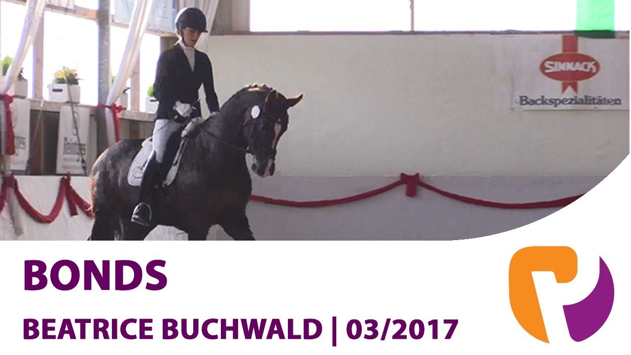 Bonds | Siegerhengst OL K&ouml;rung 2016