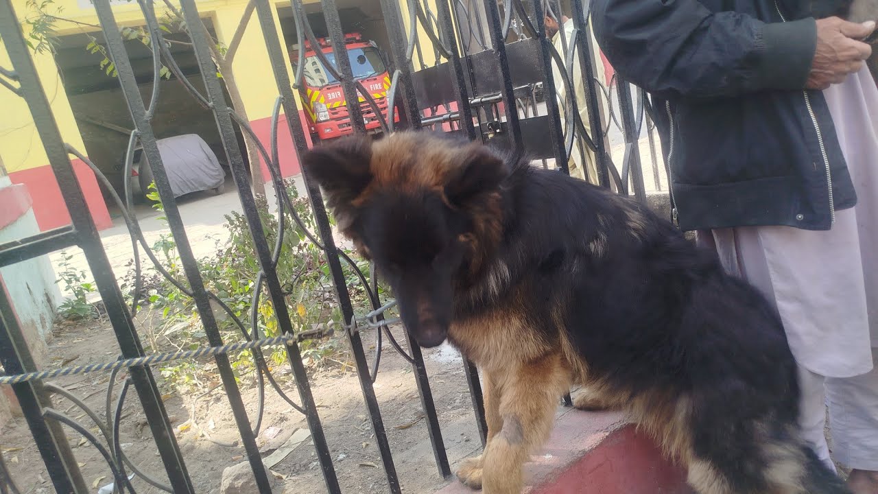 Sunday Dogs Market Sadar Karachi ,,🦮😻🤩🐾🐾🐾🐾🐾01/02/2026