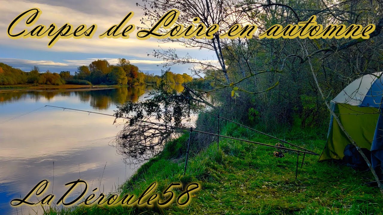 Observations intéressantes et émotions garanties ! // Pêche de la carpe en Loire.