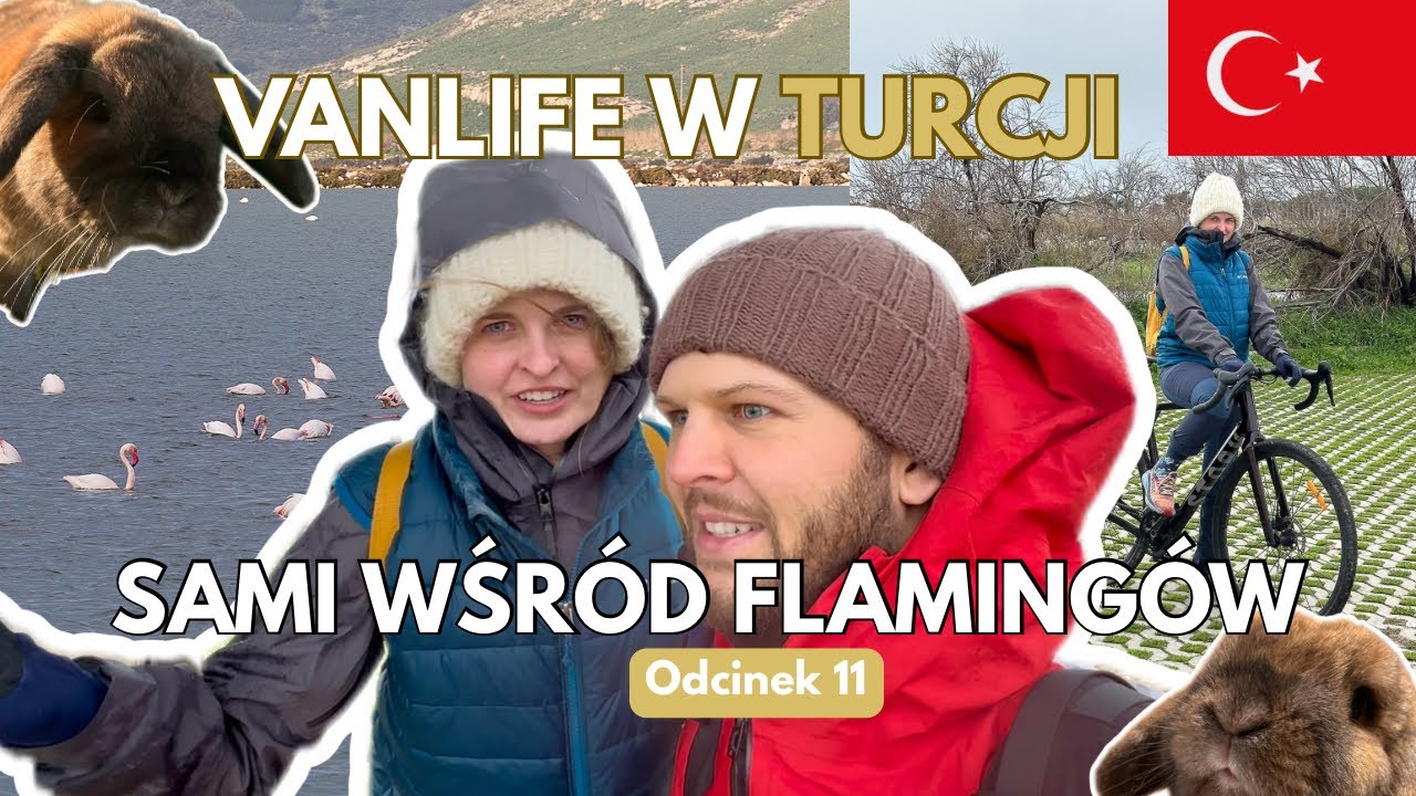 CODZIENNE ŻYCIE W KAMPERVANIE - deszcz, flamingi i byk. Ptasi raj - Vanlife TURCJA