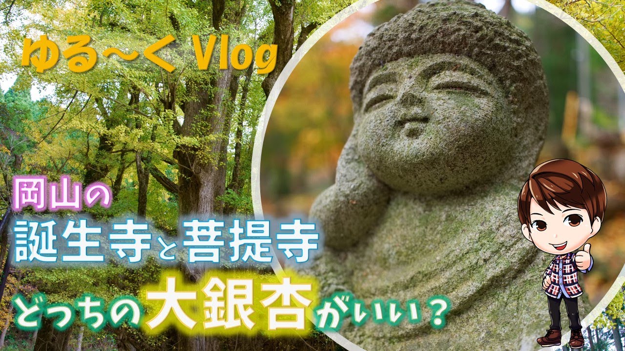 【ゆる～くVlog】岡山県の大銀杏対決！誕生寺vs.菩提寺 法然上人ゆかりのお寺。でっかい大銀杏に圧倒されました。