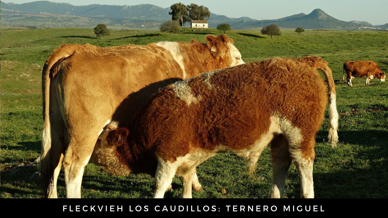 Fleckvieh los Caudillos: Ternero Miguel