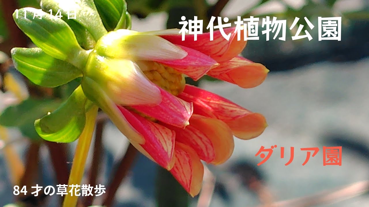 ダリア園　東京都立神代植物公園(調布市)11月まだ咲いてる美しいダリアの花。2025.11.14撮影