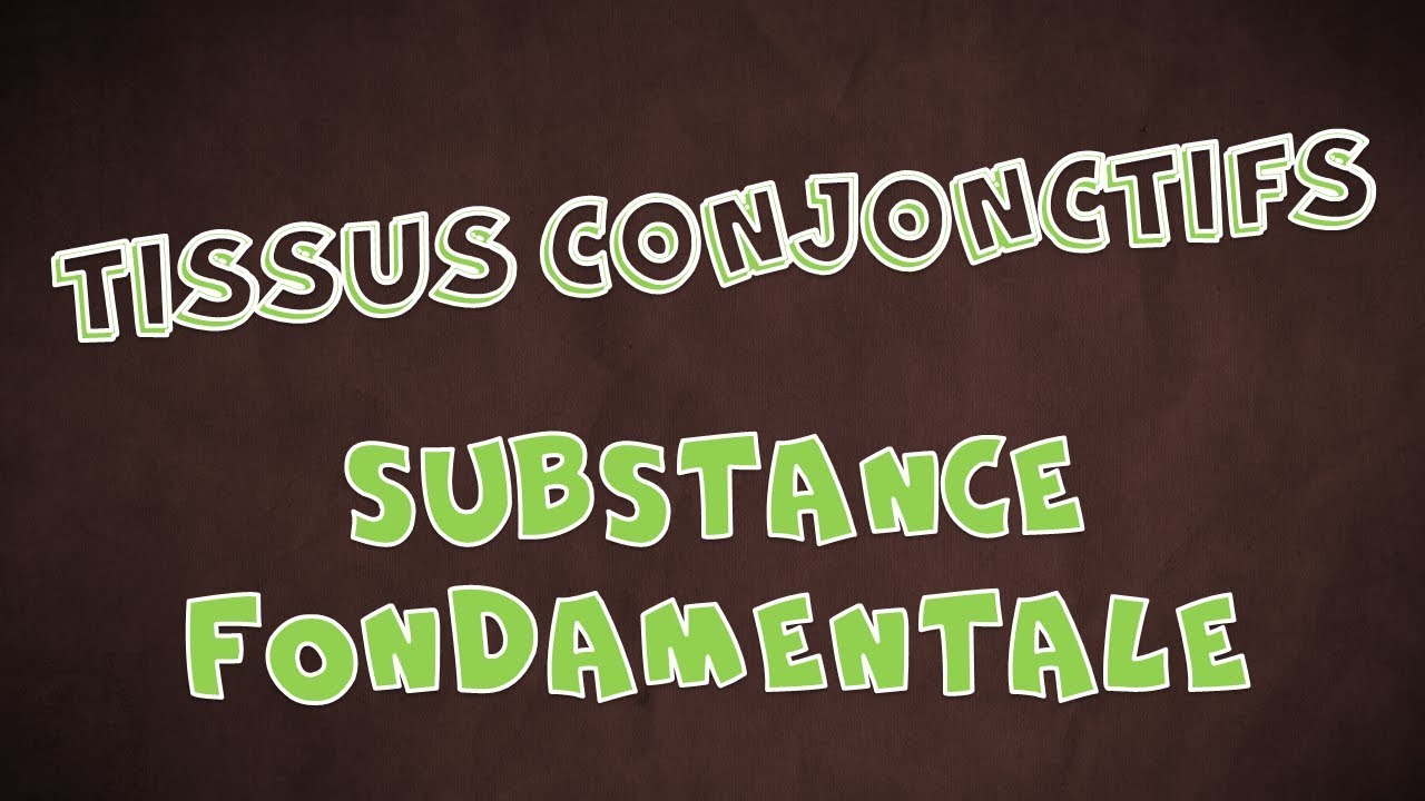 Le Tissu Conjonctif - la Substance Fondamentale