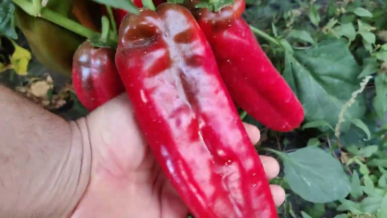 Ajvaruša Makedonka,prodaja semena 