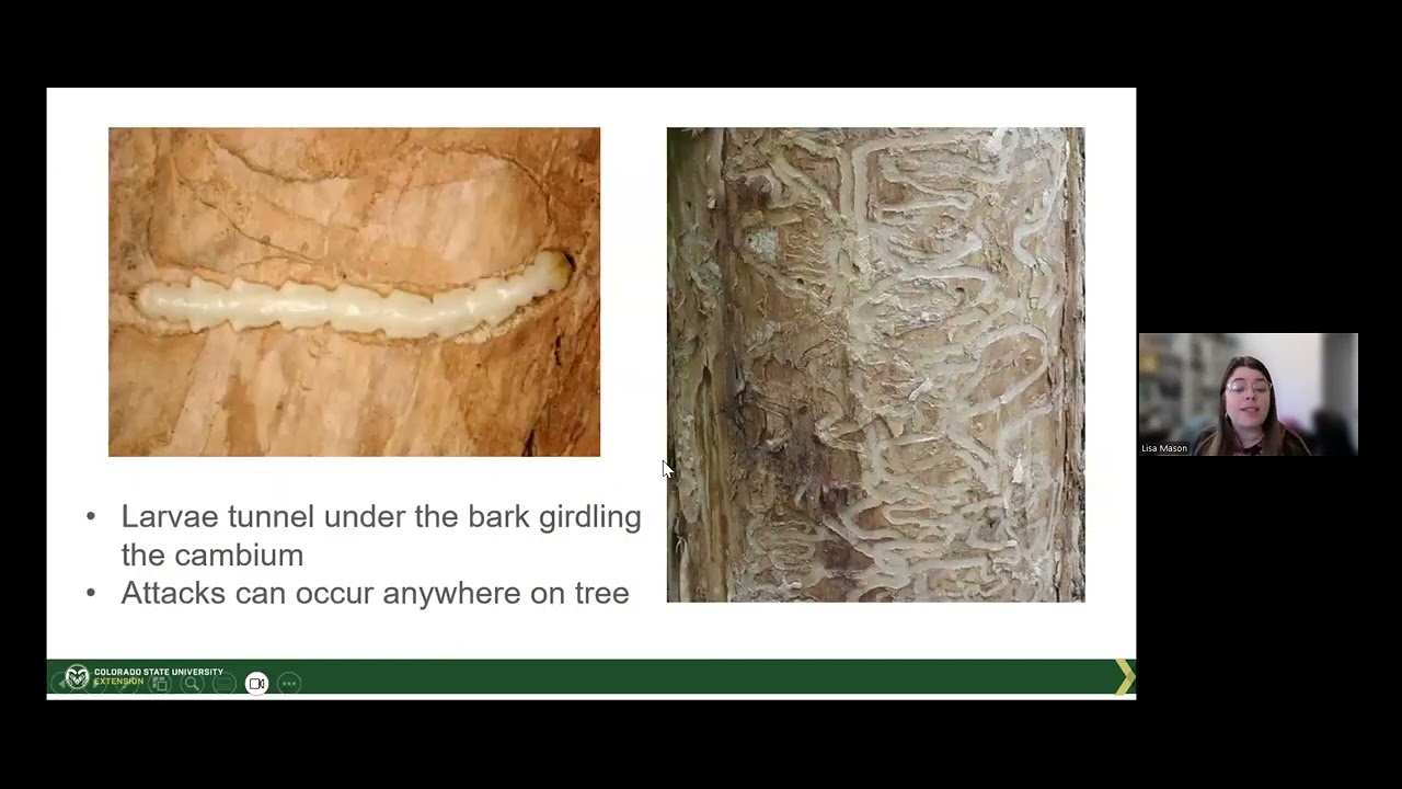 What's Killing my Plants? Webinar Series | Emerald Ash Borer | April 11 2025