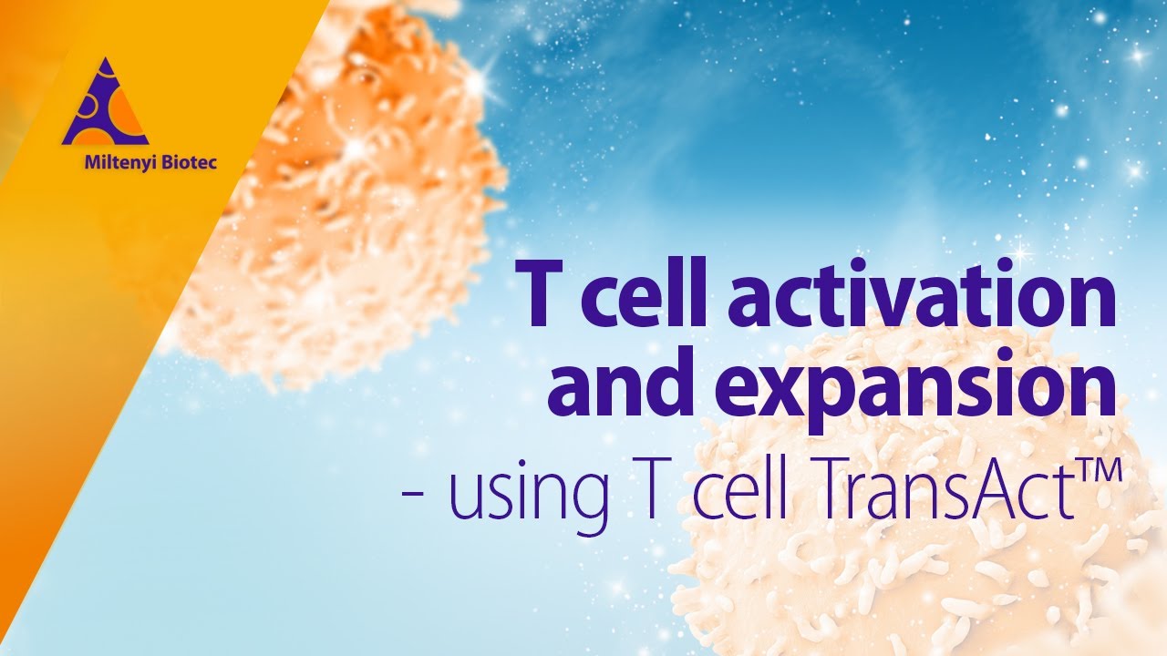 T cell activation and expansion – reliable and highly efficient using T Cell TransAct™