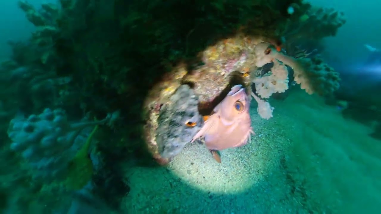 Blue Devil Cave SCUBA dive