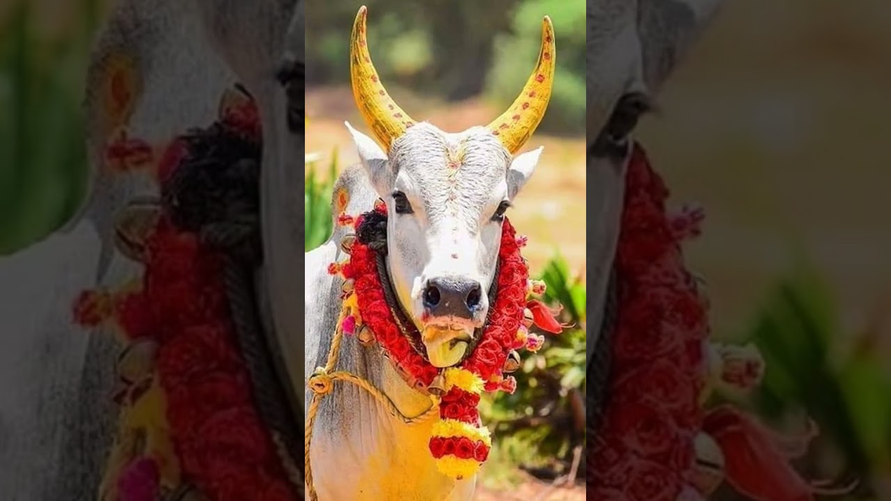 mattu Pongal 2026!!!!!!✨