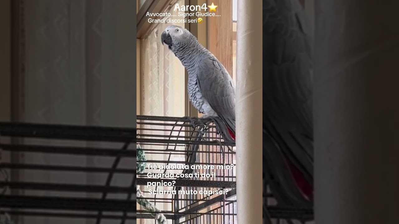 Aaron4⭐️: Ultimamente sono tremendo, meglio che mi difendo🤣