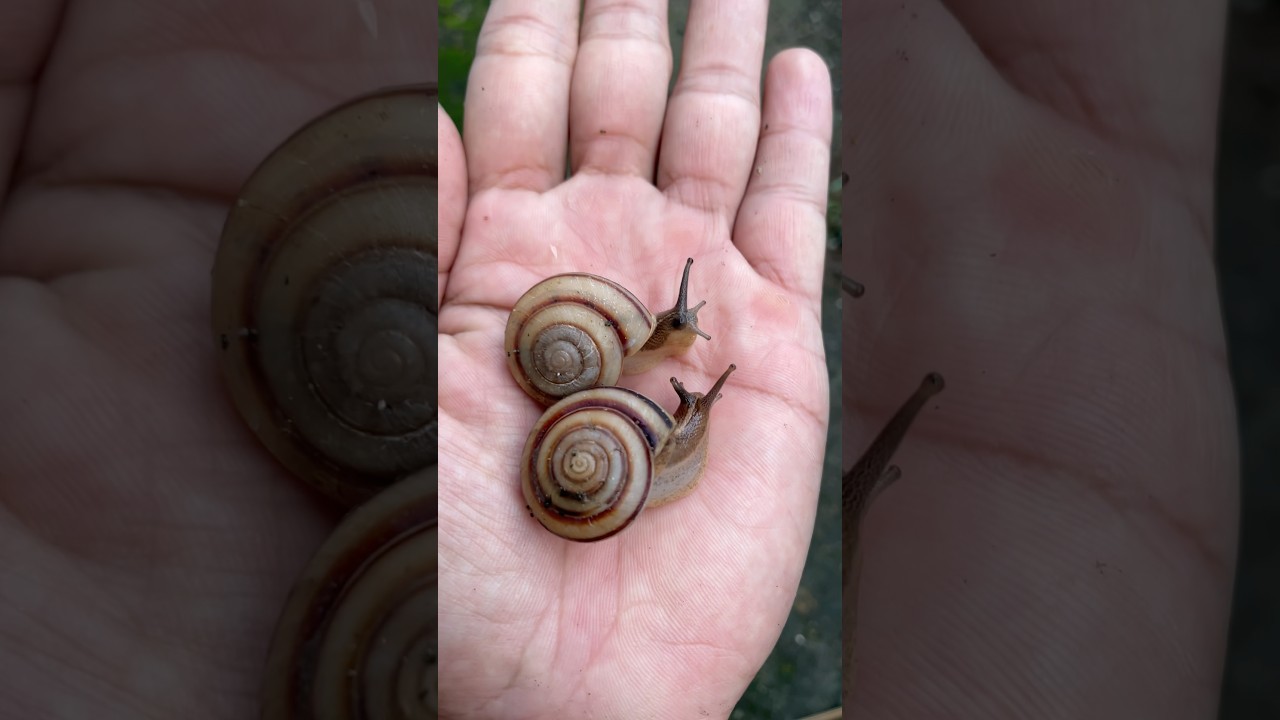 Hunting Snail #snail #huntingsnail #binatangkecil