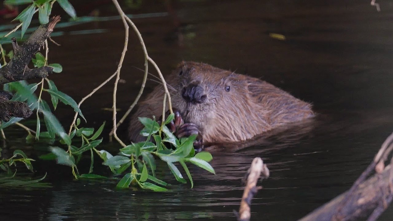 Hope For Our Rivers: A Beaver Reintroduction Story