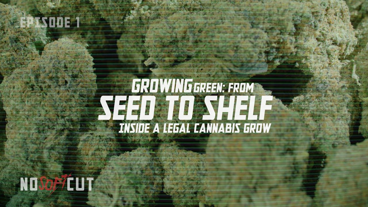 Growing Green: From Seed to Shelf | Inside a Legal Cannabis Grow | Los Angeles