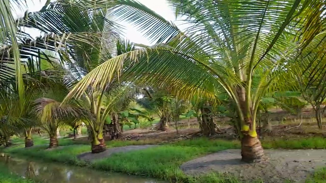 Vườn dừa ta kính Chào anh chị em đã xem video vườn của em 