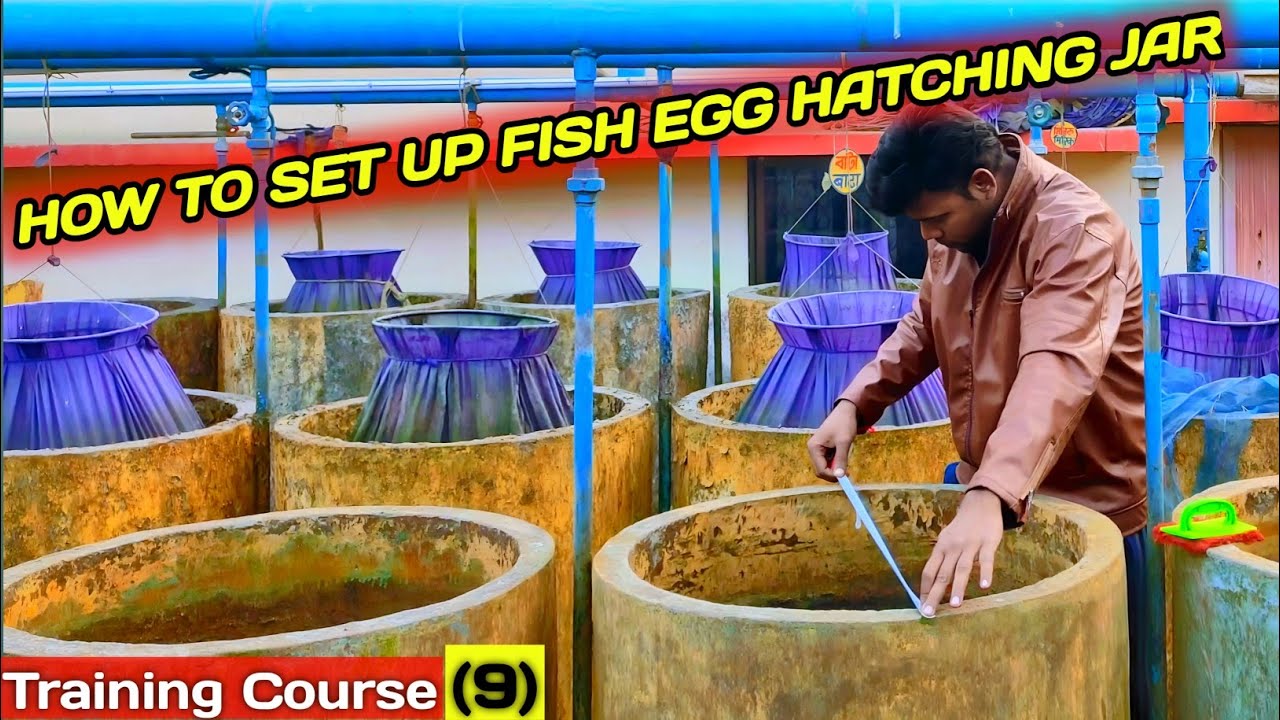 How to set up a fish egg hatching jar / tank Kaise banaen jata hai / Training course-(9)
