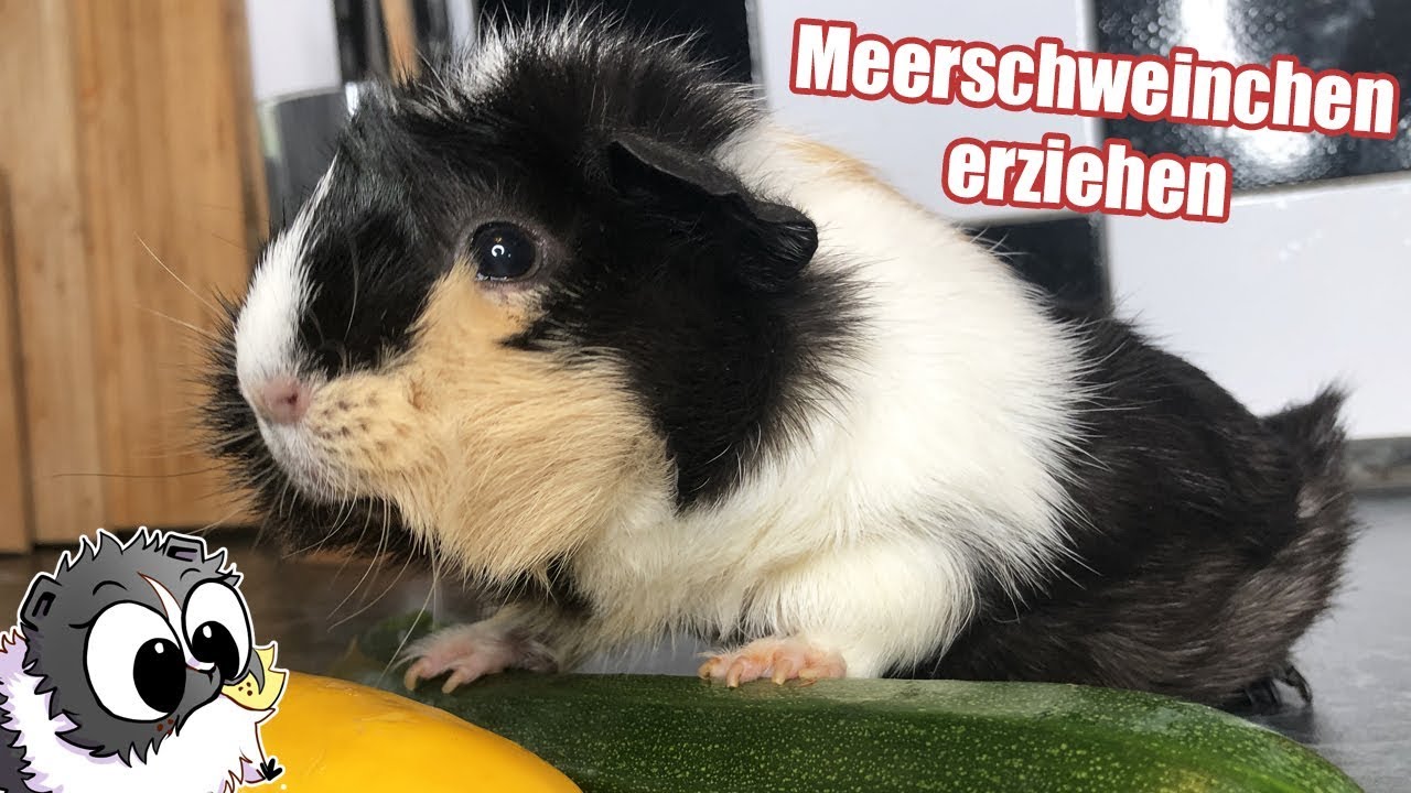 Meerschweinchen richtig erziehen | Die Meeries
