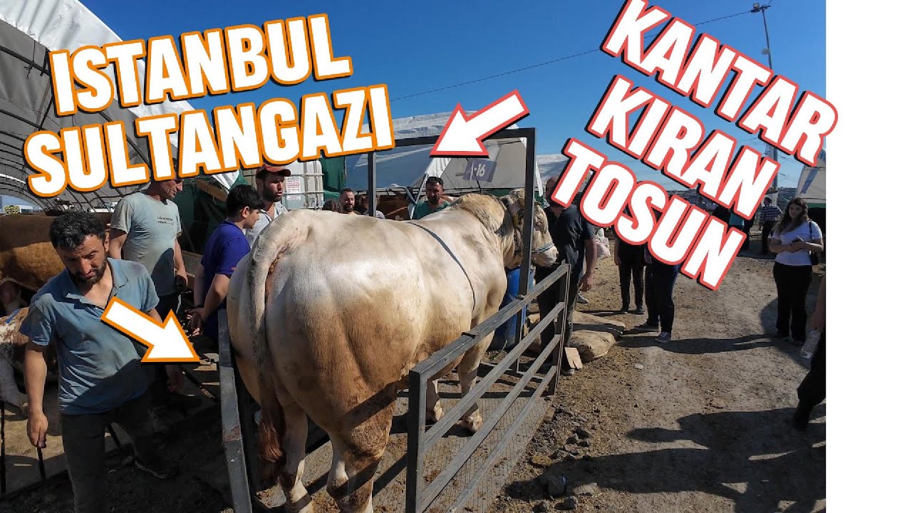 İSTANBUL SULTANGAZİ KURBAN PAZARI