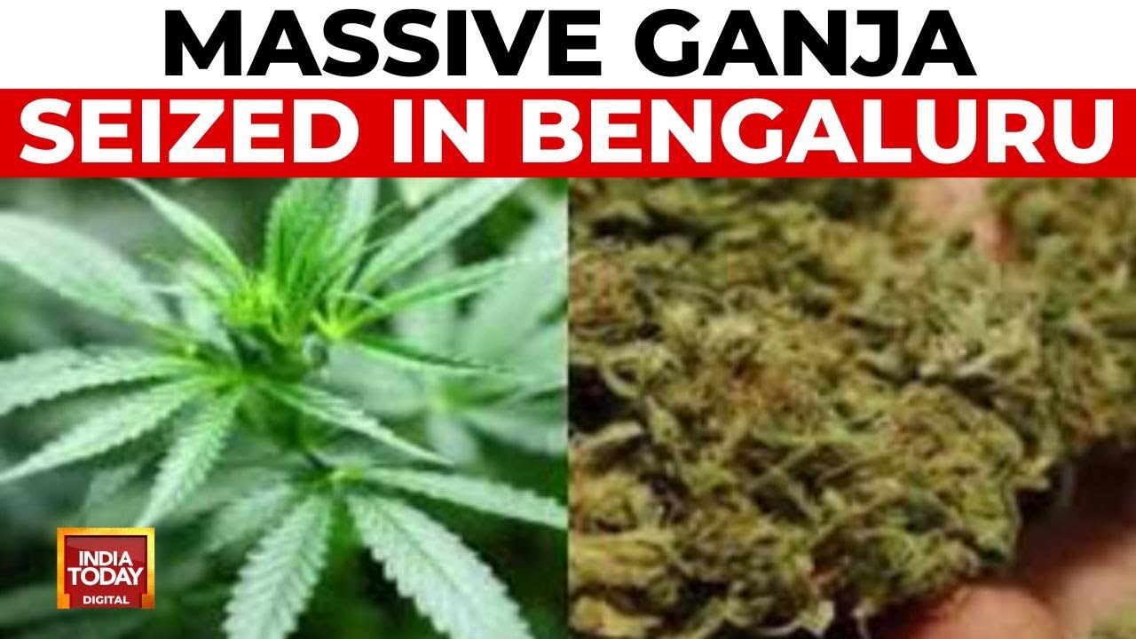 Massive Drug Haul By Bengaluru Police: 318 KG Ganja Of Worth 3 Crore Seized | India Today