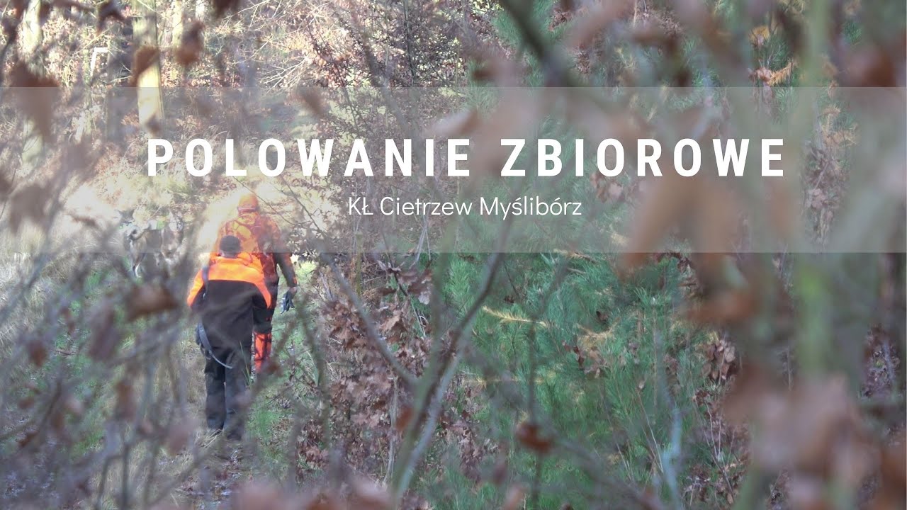 DIANA BYC 3/2026 Polowanie zbiorowe KŁ Cietrzew Myślibórz