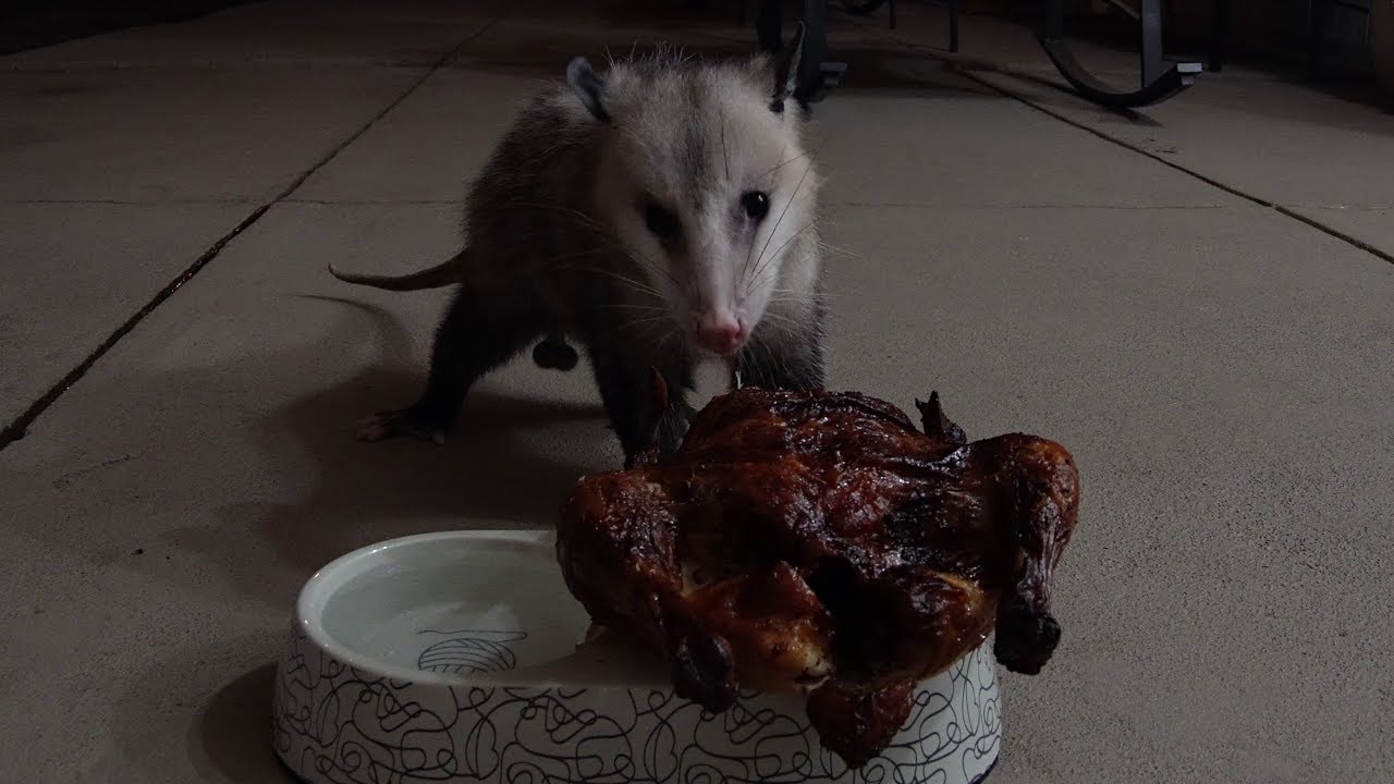 Ballsy Possum
