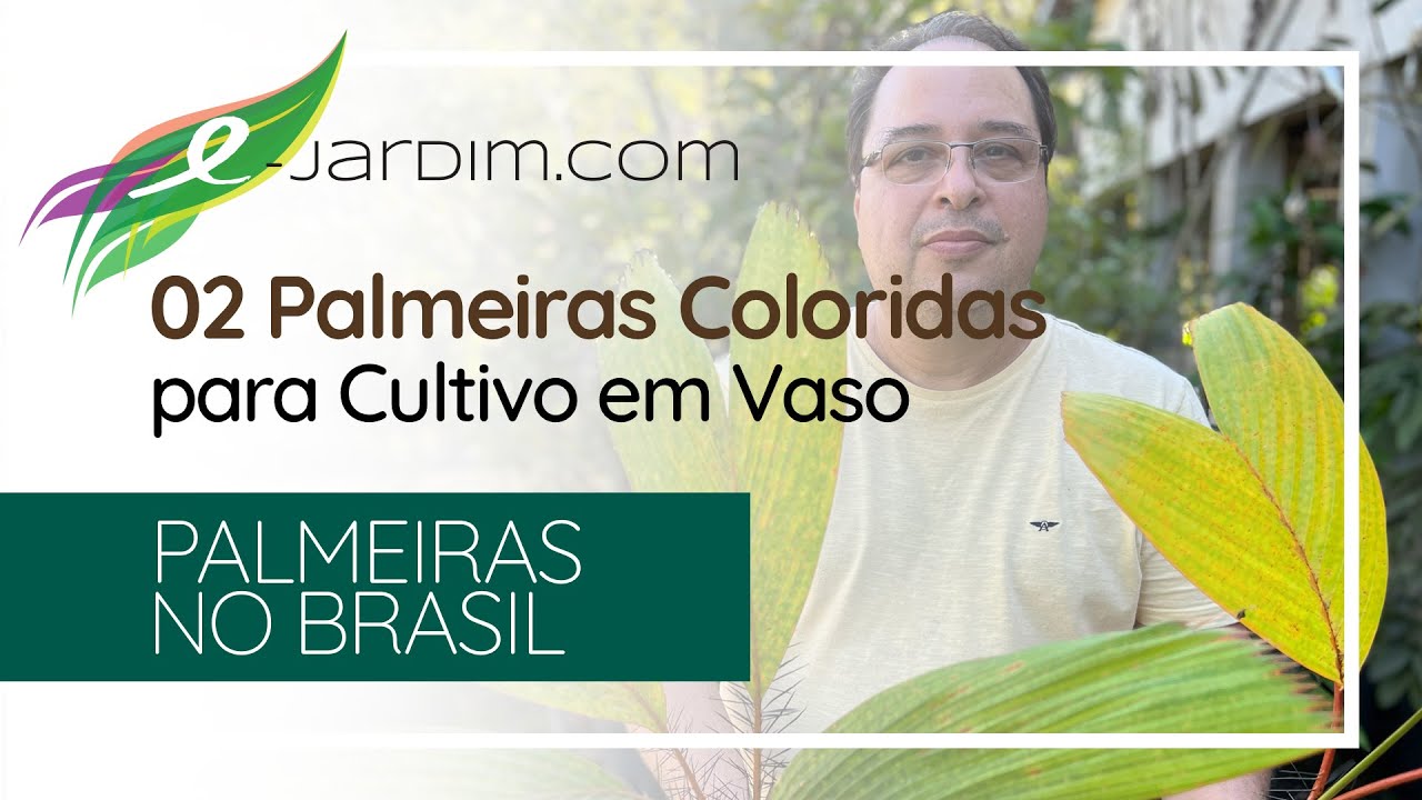 02 Palmeiras Coloridas para Cultivo em Vasos - Palmeiras no Brasil | Sítio E-Jardim