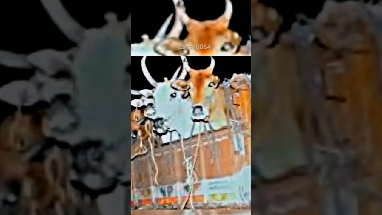 Cow 😭 🐄🐮